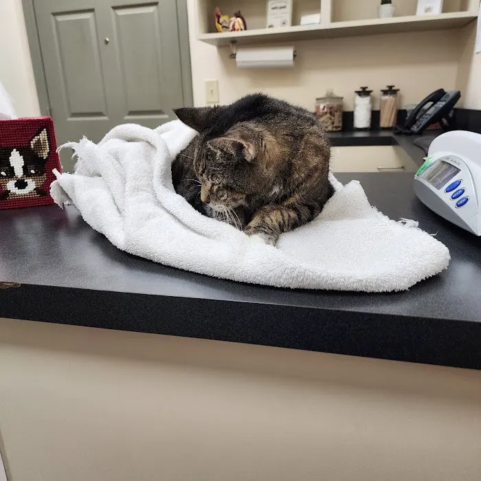 Animal Ark Veterinary Hospital 6