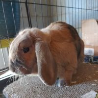 Animal Ark Veterinary Hospital ico