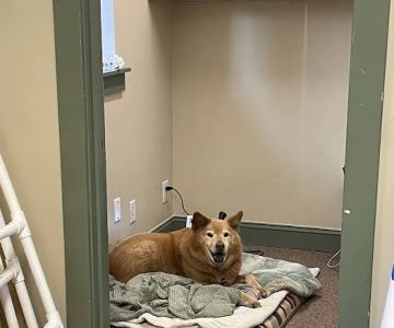 Clemmons Animal Rehab & Therapy