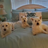River Ridge Veterinary Hospital ico