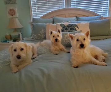 River Ridge Veterinary Hospital