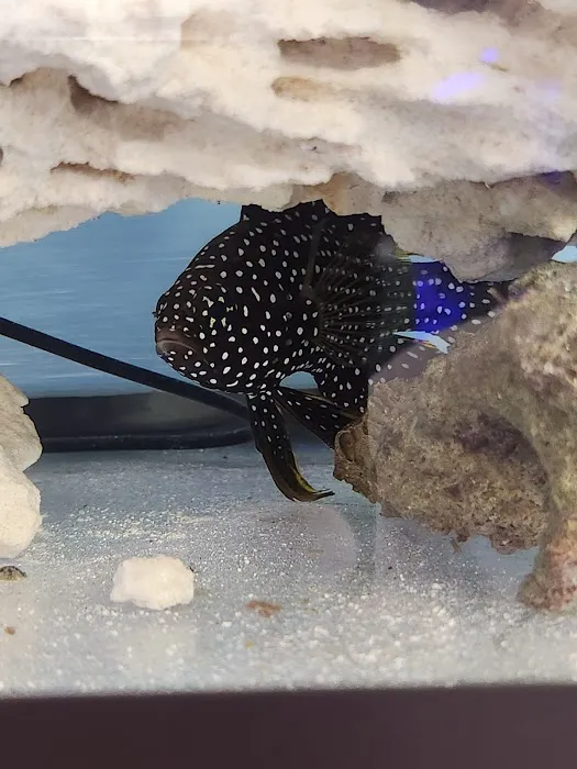 A Fishie Anado 9
