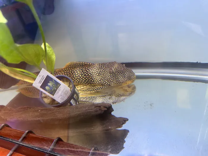 A Fishie Anado 5