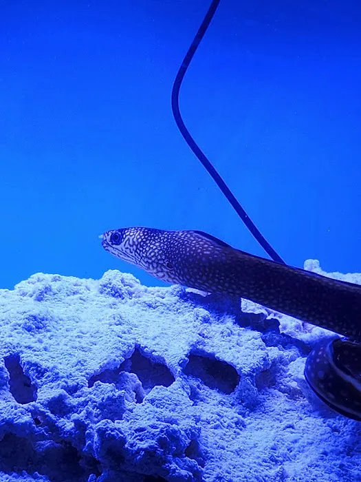A Fishie Anado 1