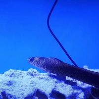 A Fishie Anado ico