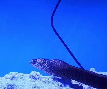 A Fishie Anado