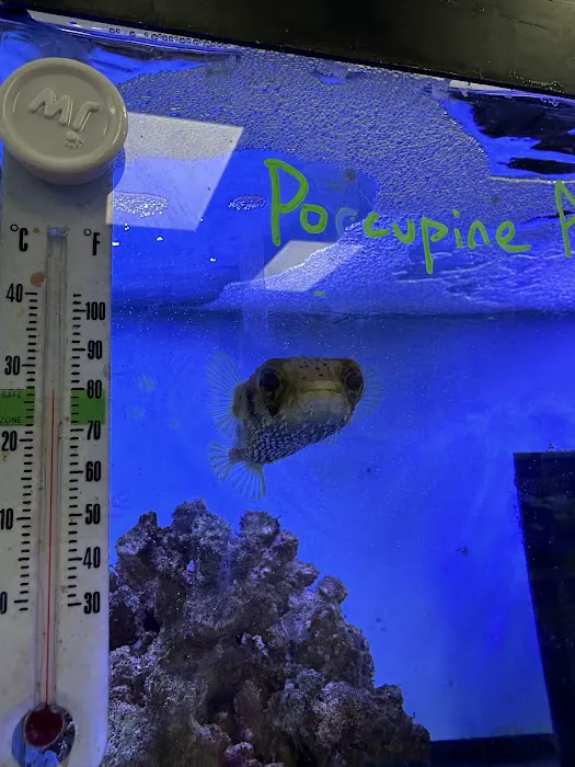 A Fishie Anado 8