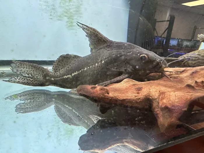 A Fishie Anado 7