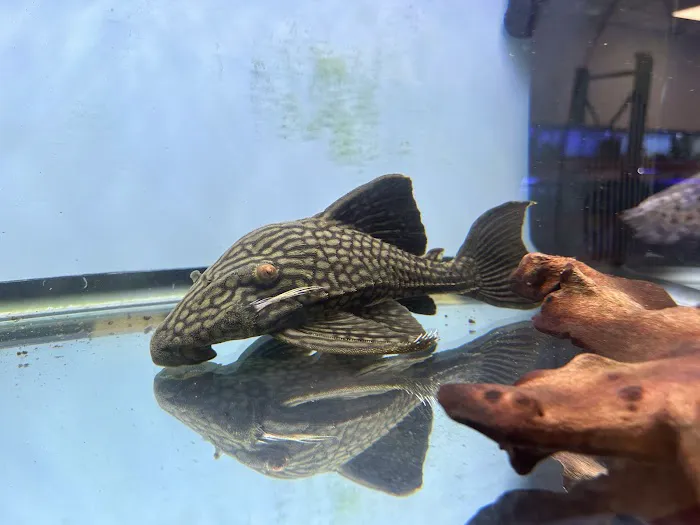 A Fishie Anado 6