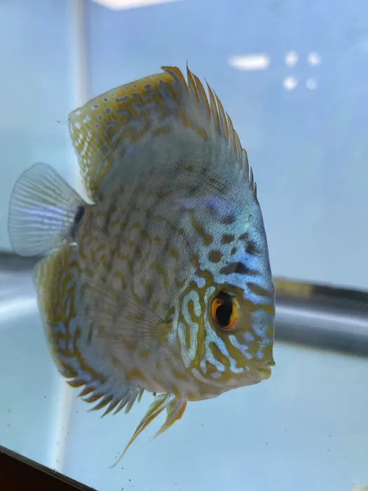 A Fishie Anado 2