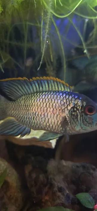 A Fishie Anado 10