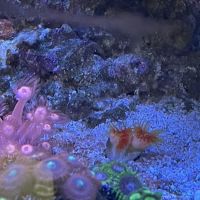 Austin Aqua Farms ico