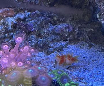 Austin Aqua Farms