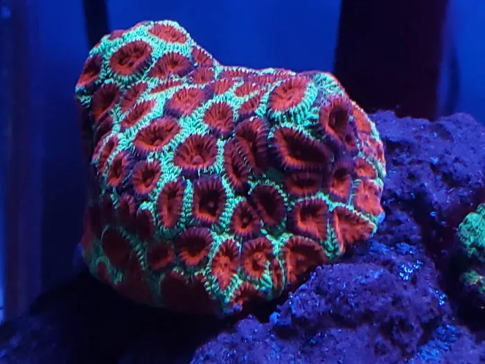 Austin Aqua Farms 6
