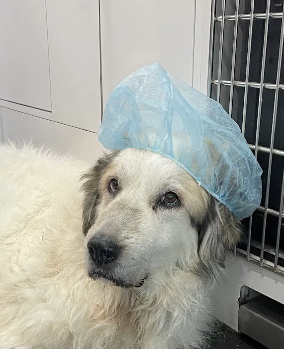 Charlotte's Ark Mobile Veterinary Services 6