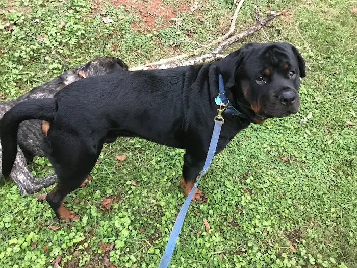 Charlotte's Ark Mobile Veterinary Services 9