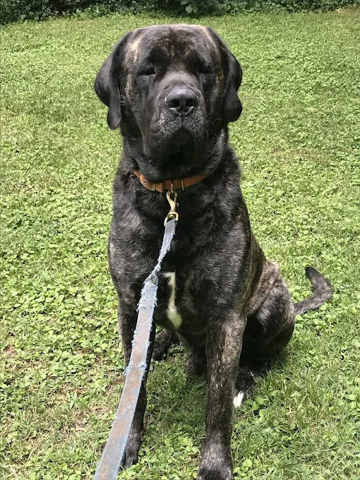 Charlotte's Ark Mobile Veterinary Services 8