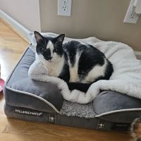 Pfafftown Animal Hospital ico