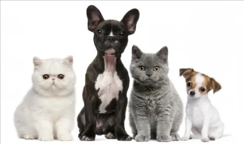 Pfafftown Animal Hospital 6