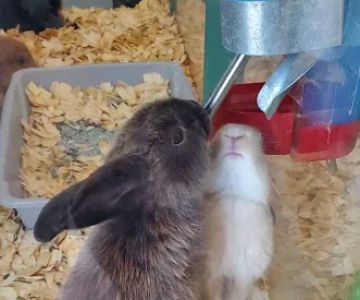 Whole Pets Market Lago Vista