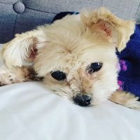 Oakes Animal Hospital ico