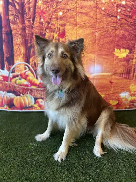 Mt Tabor Animal Hospital 8