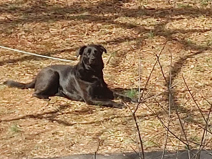 Mt Tabor Animal Hospital 7