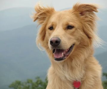 Mt Tabor Animal Hospital