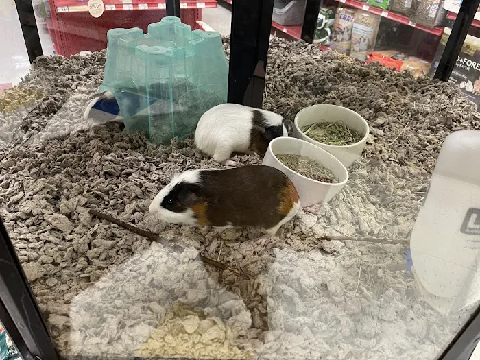 Petco 3