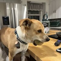 Oldtown Veterinary Hospital ico
