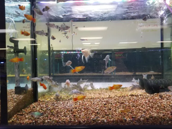 Aquatek Tropical Fish 5