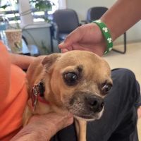 Animal Emergency & Trauma Center: Skeen Todd DVM ico