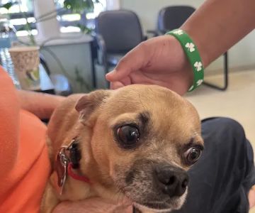 Animal Emergency & Trauma Center: Skeen Todd DVM