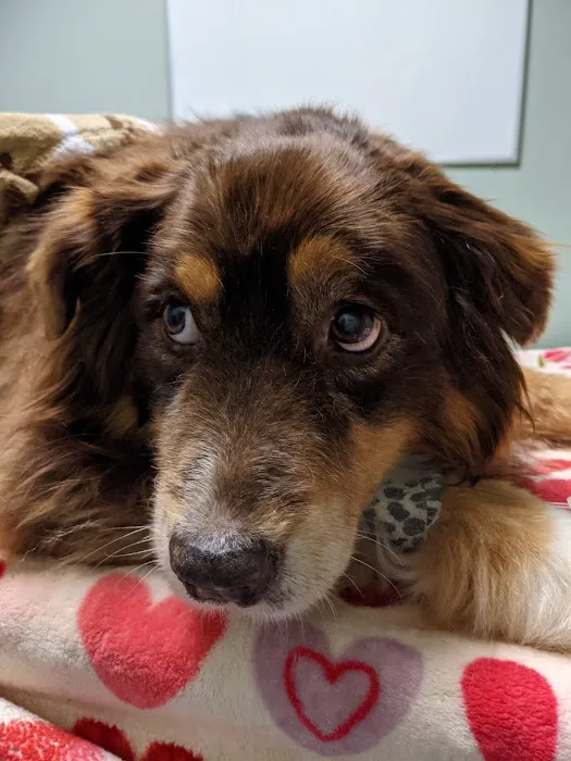 Animal Emergency & Trauma Center: Skeen Todd DVM 5