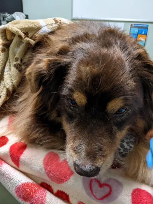 Animal Emergency & Trauma Center: Skeen Todd DVM 3