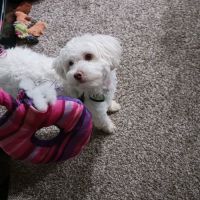 Carolina Veterinary Specialists Winston-Salem ico