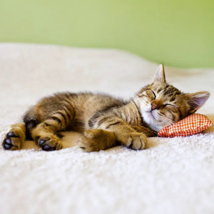 Carolina Veterinary Specialists Winston-Salem 7