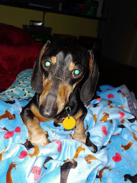 Carolina Veterinary Specialists Winston-Salem 10