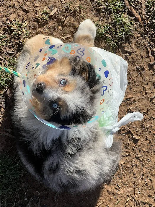 Carolina Veterinary Specialists Winston-Salem 2