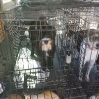 Petco ico