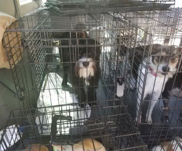 Petco