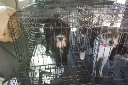 Petco