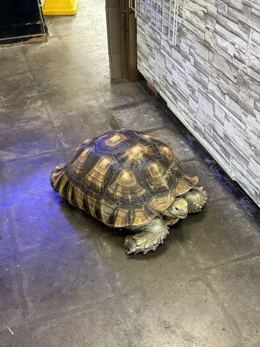 Gallery of Pets 1