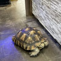 Gallery of Pets ico