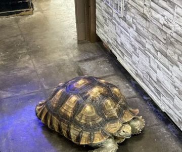 Gallery of Pets