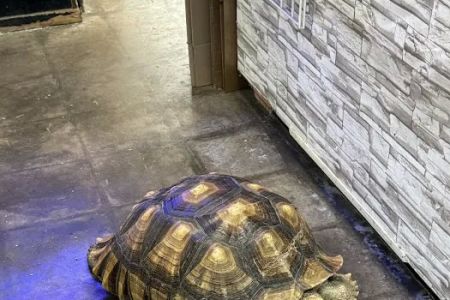 Gallery of Pets