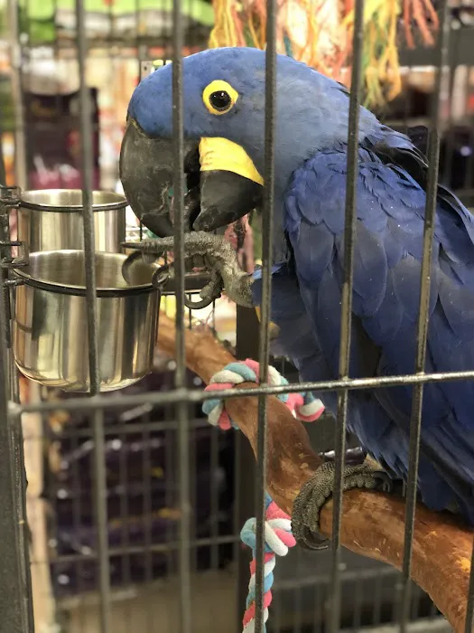 Gallery of Pets 6