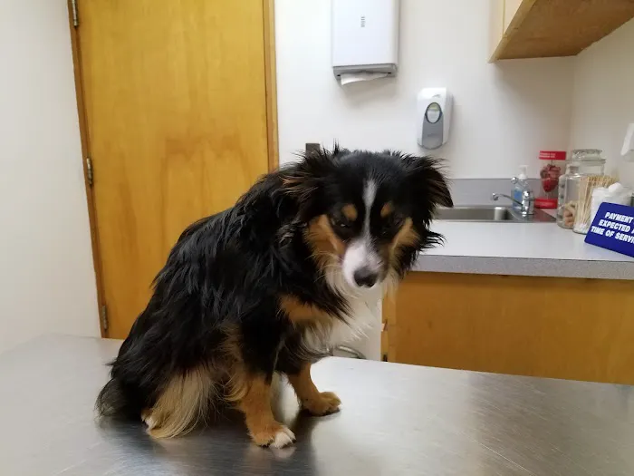 Pilot Mountain Animal Hospital 9