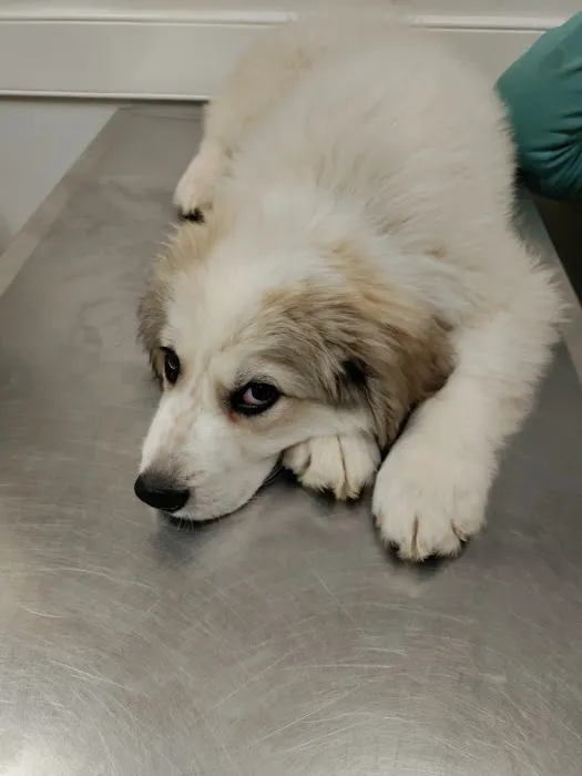 Pilot Mountain Animal Hospital 5