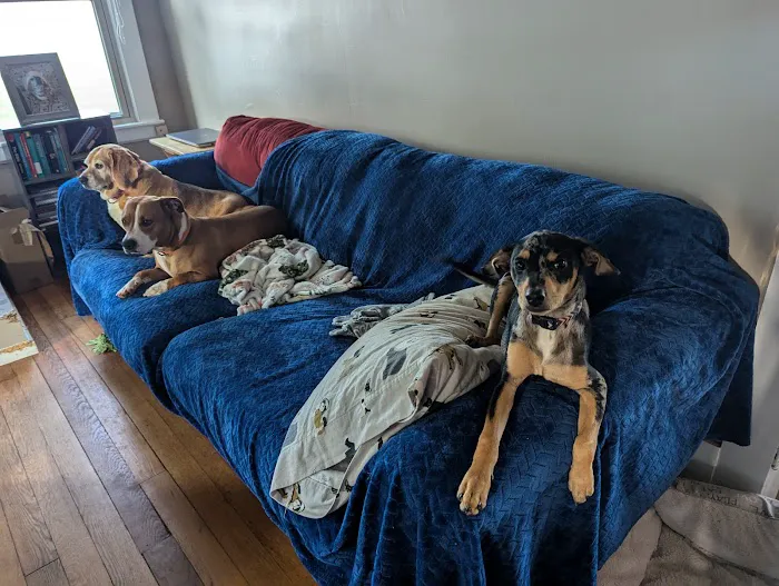 Pilot Mountain Animal Hospital 2